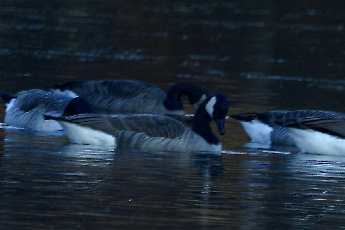 Canada Goose - ML644920050