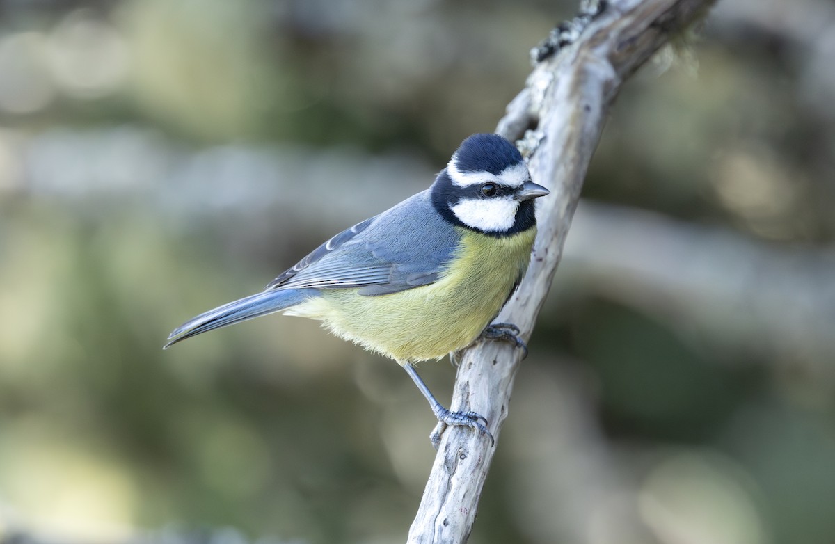 African Blue Tit - ML644920062