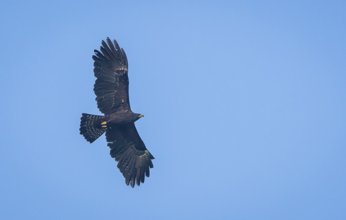 Black Eagle - ML644920069