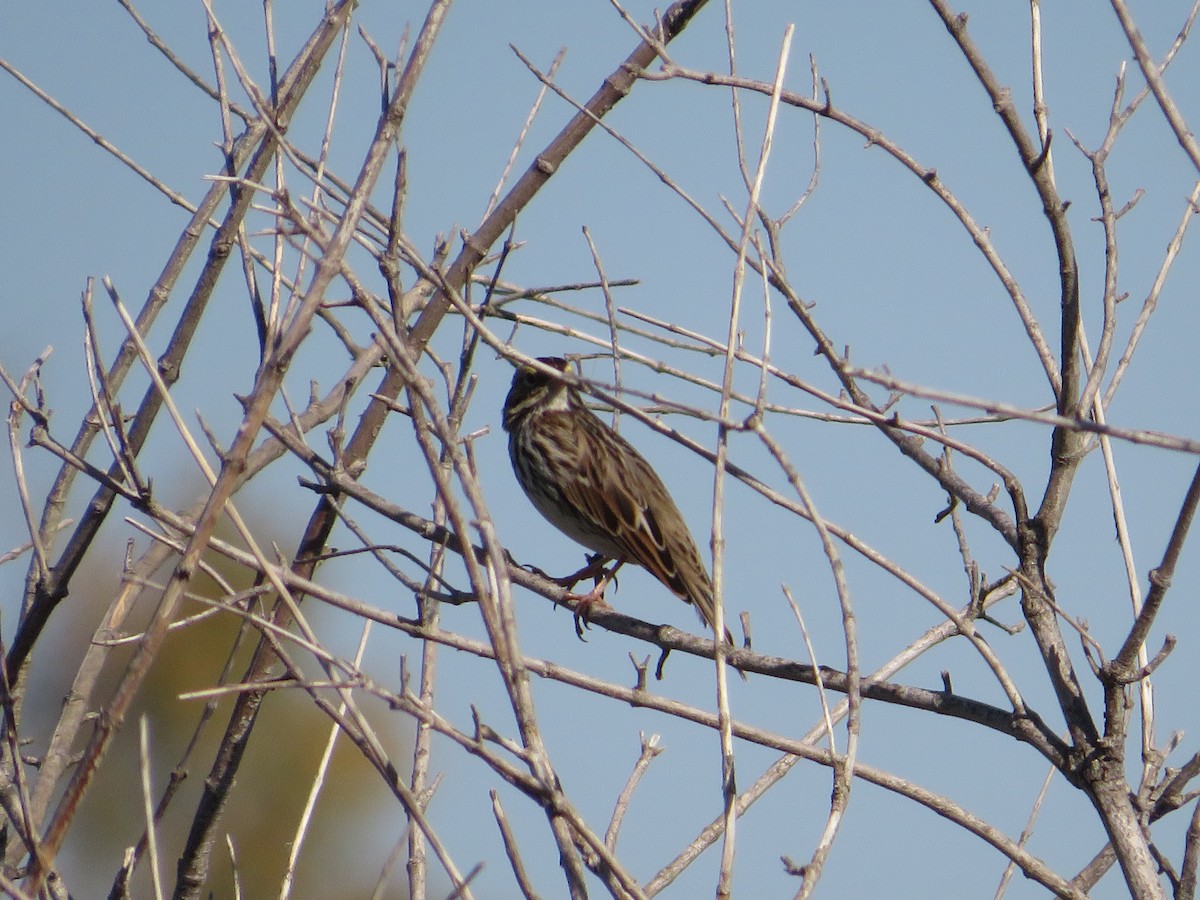 Savannah Sparrow - ML644920070