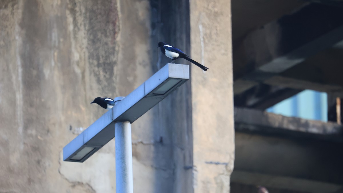 straka čínská - ML644920075