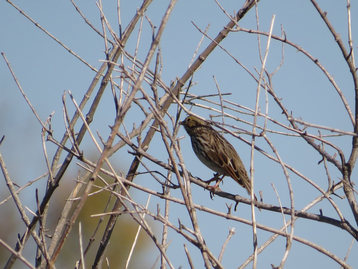Savannah Sparrow - ML644920076