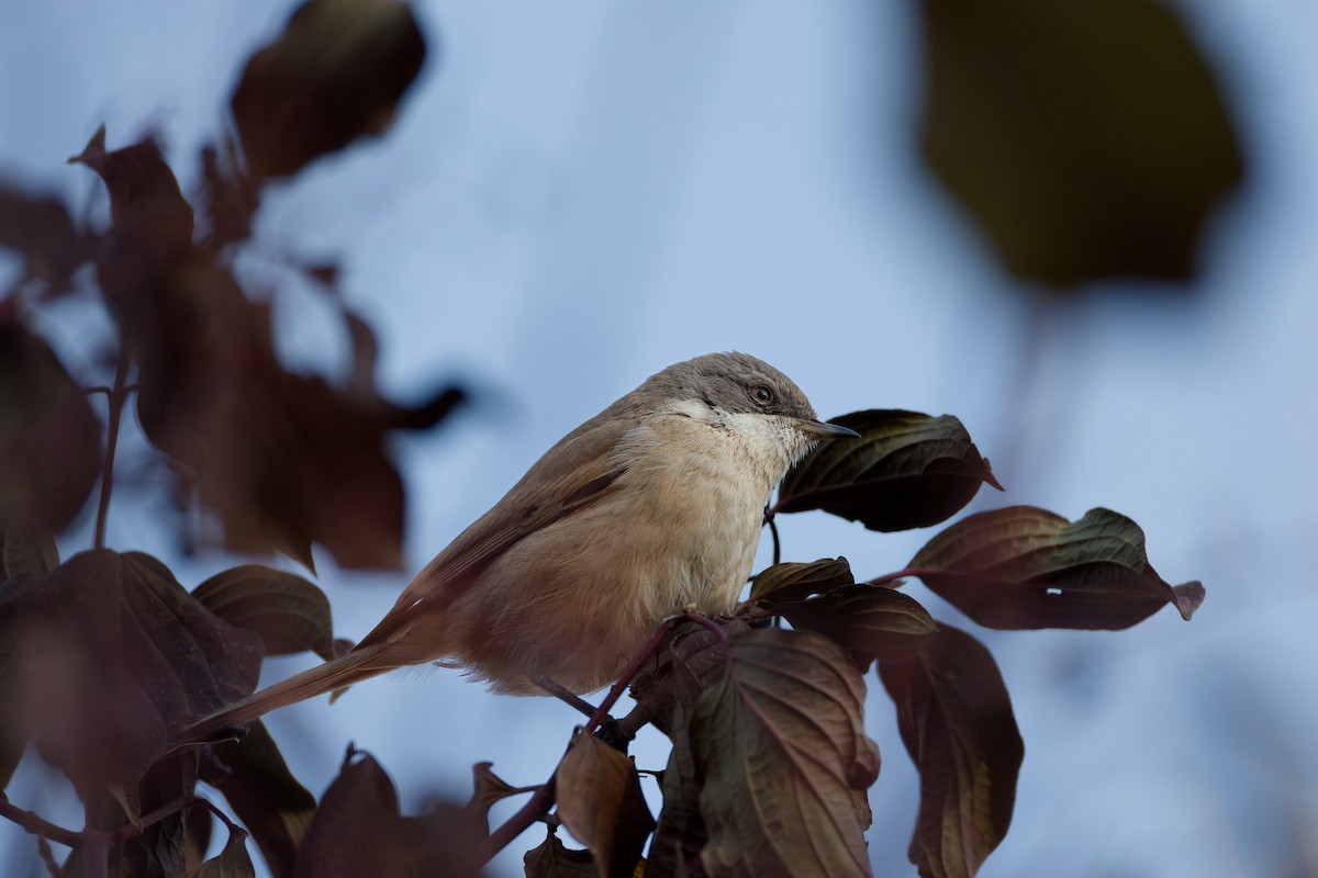 Lesser Whitethroat - ML644920077