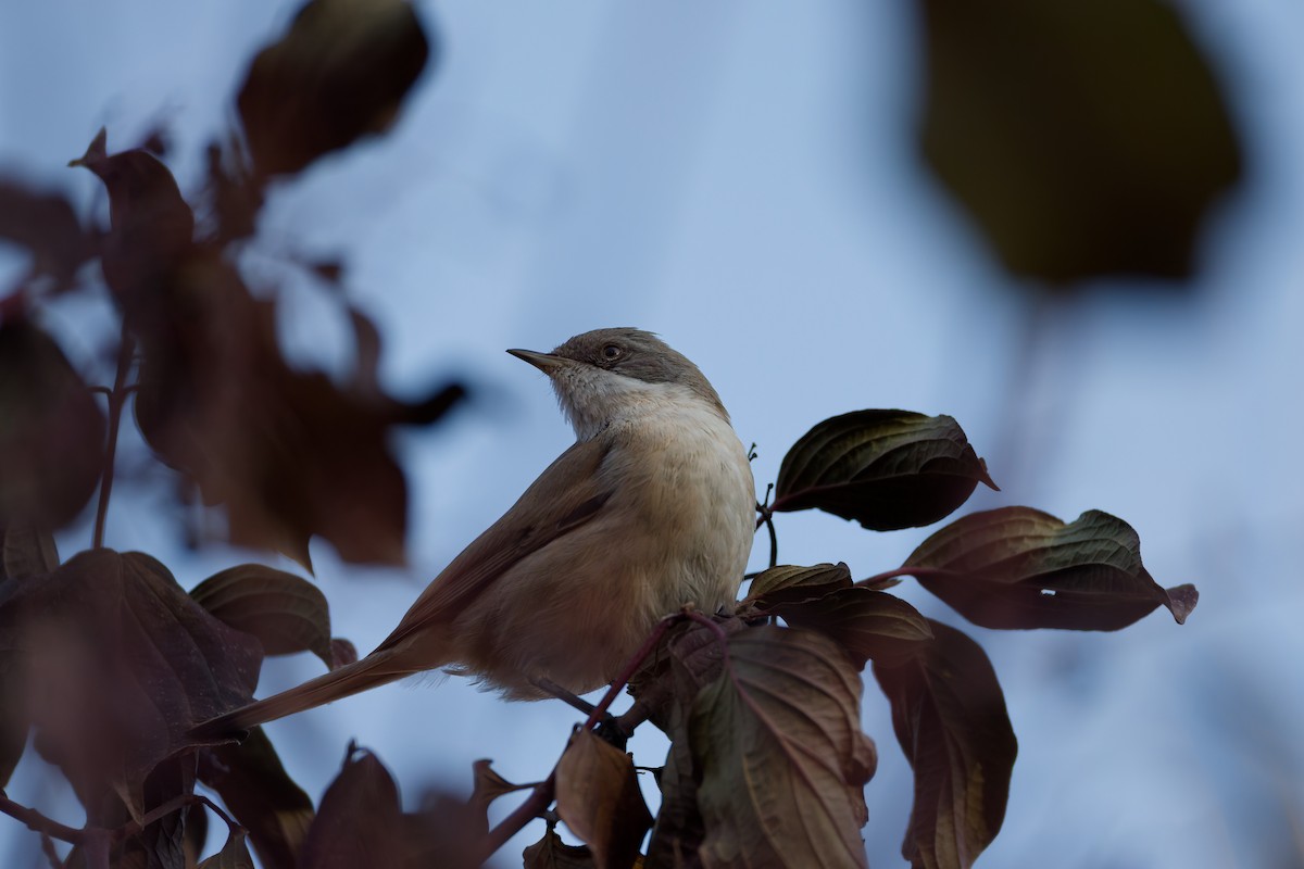 Lesser Whitethroat - ML644920078