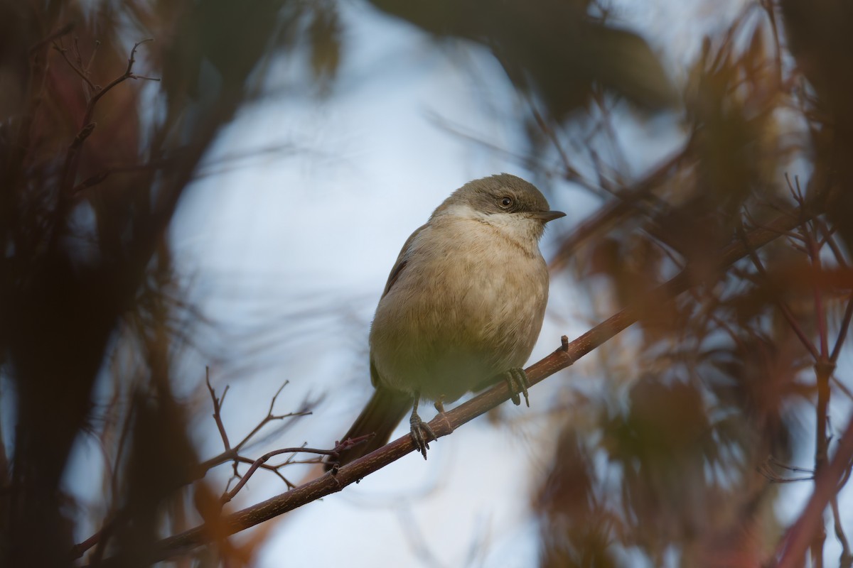 Lesser Whitethroat - ML644920079