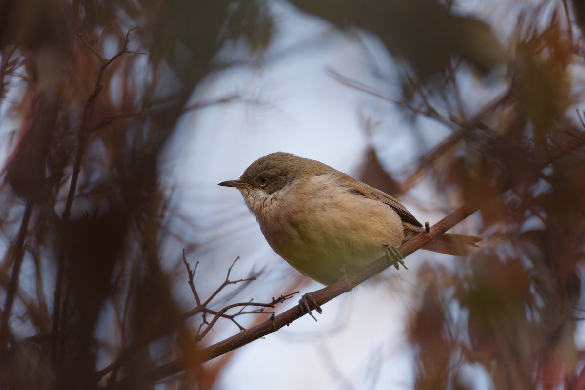 Lesser Whitethroat - ML644920081