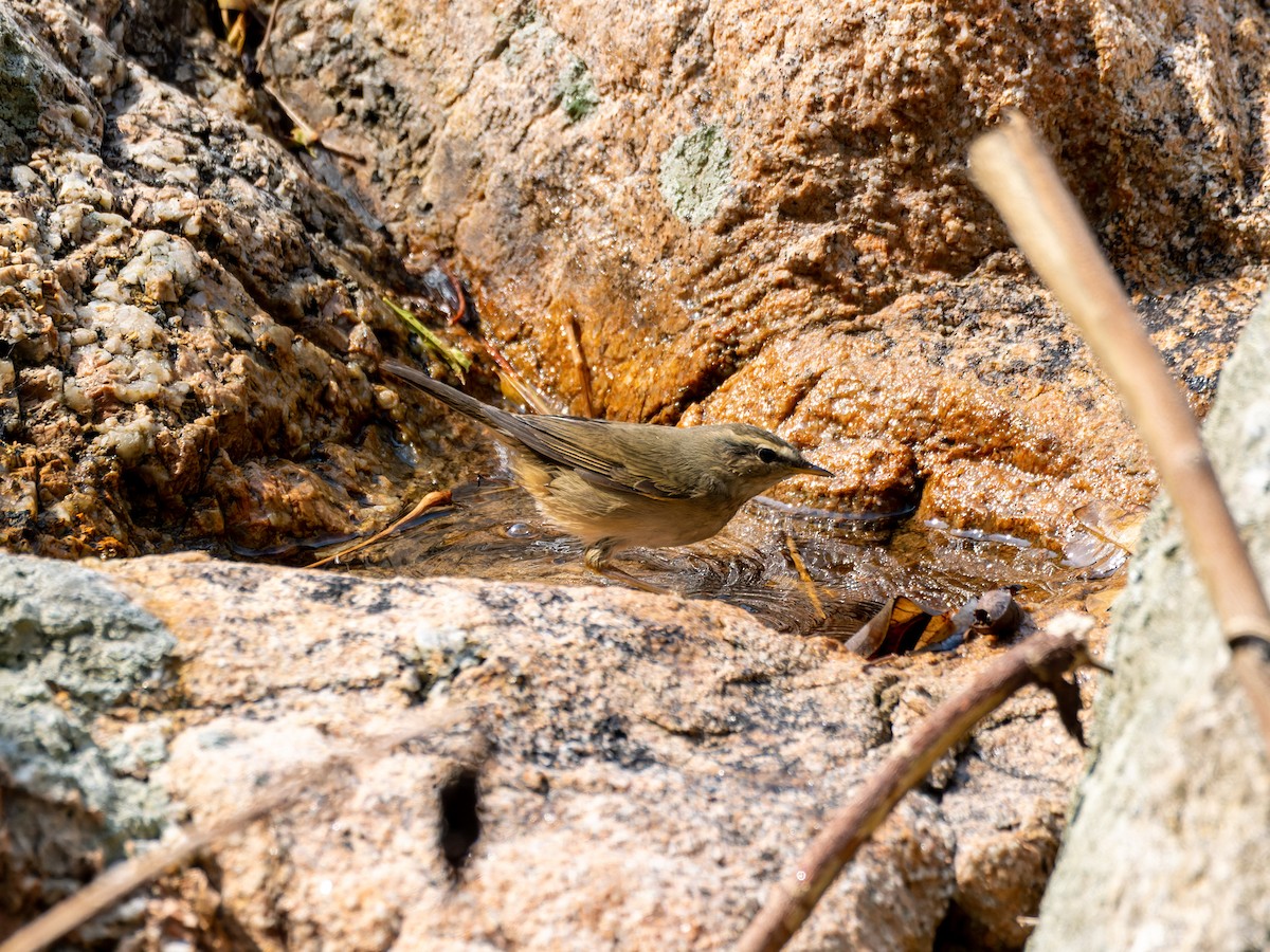 עלווית כהה - ML644920115