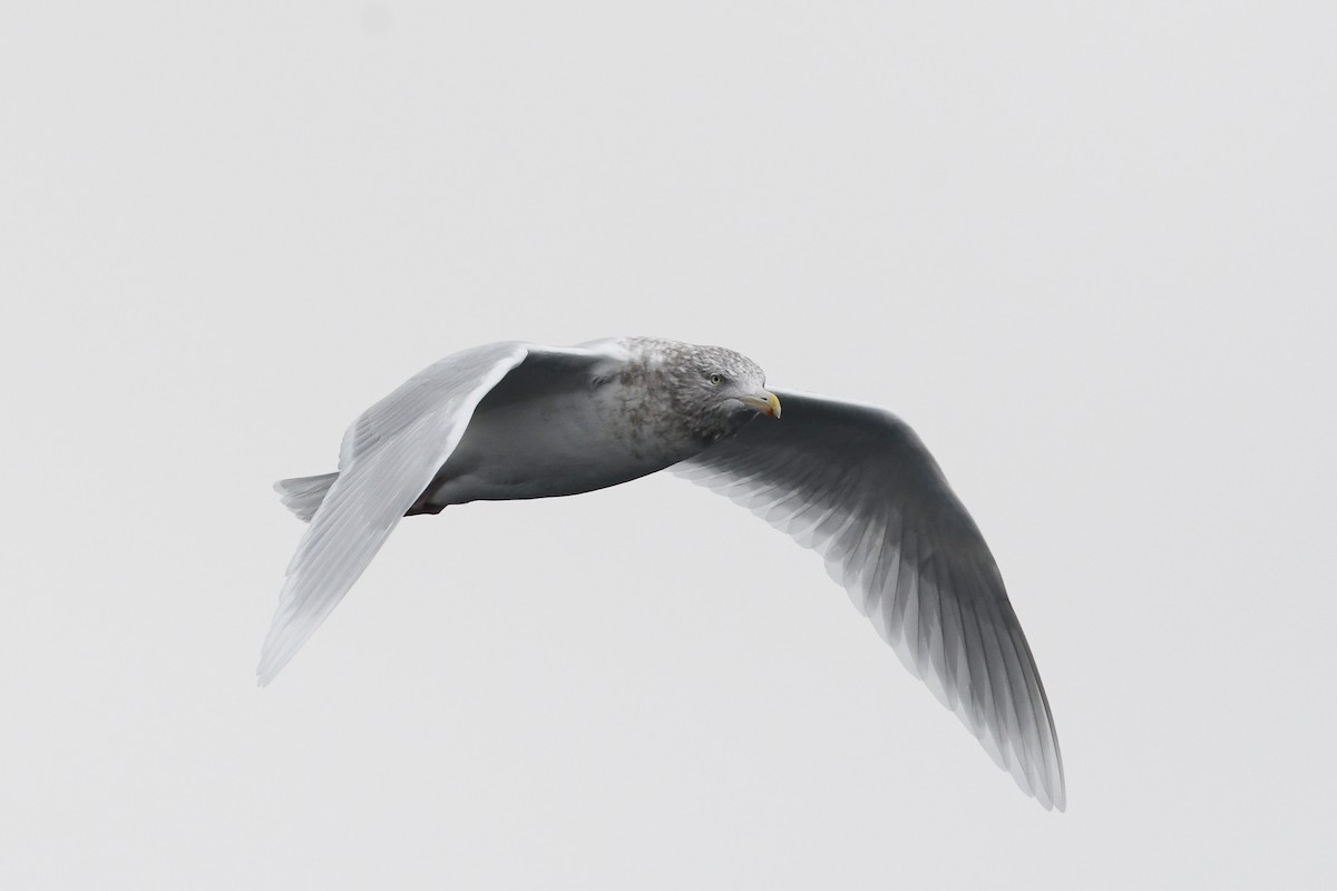 Ipar-kaioa - ML644920129