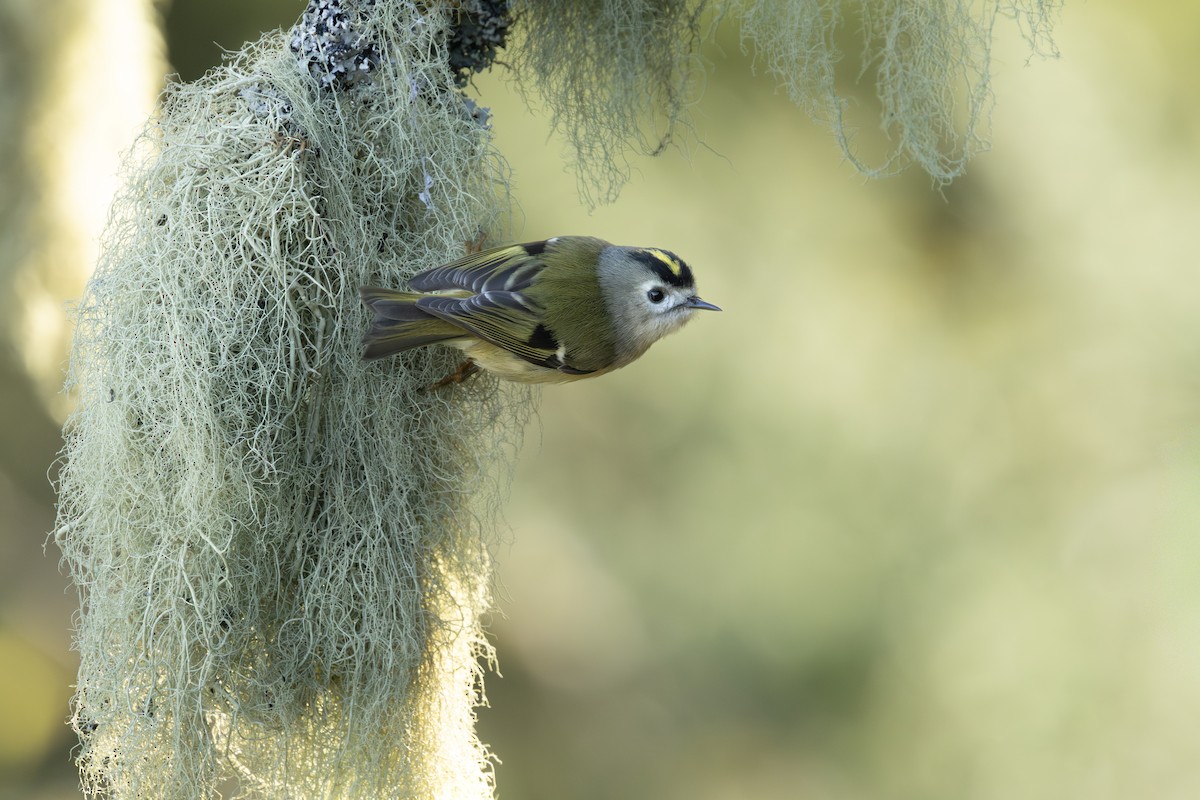Goldcrest (Tenerife) - ML644920159