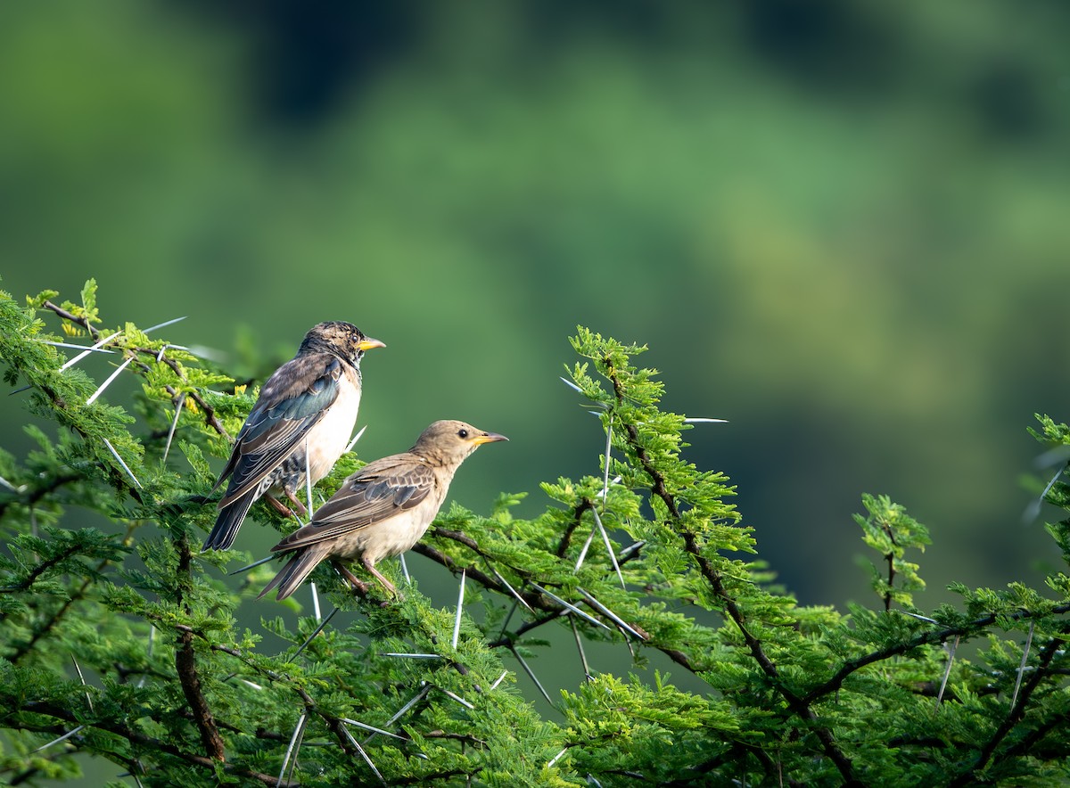 Rosy Starling - ML644920163