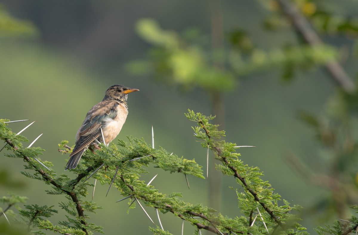 Rosy Starling - ML644920164