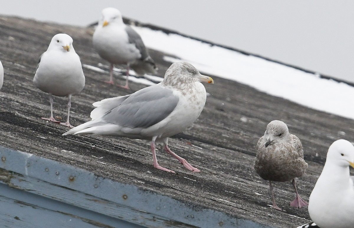 Ipar-kaioa - ML644920166