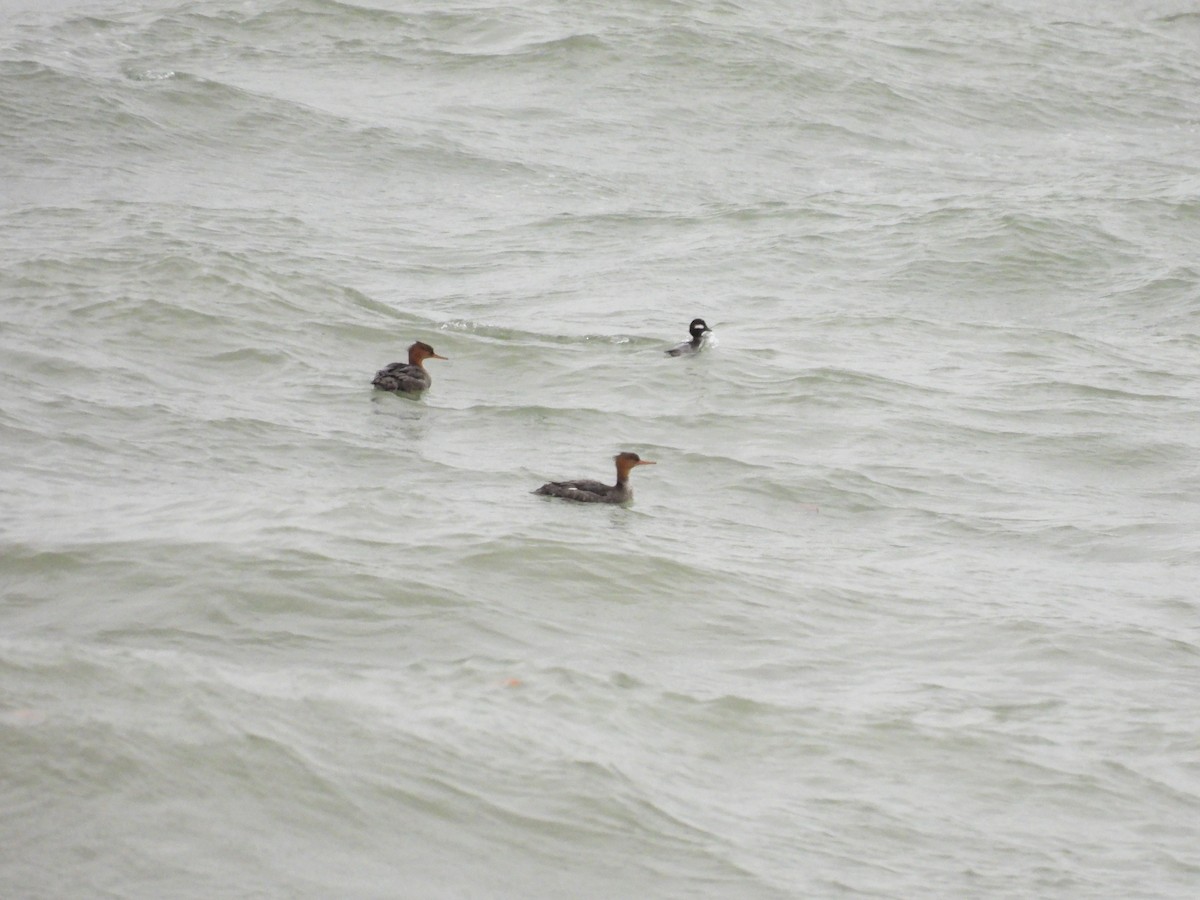 Гоголь-головастик - ML644920167