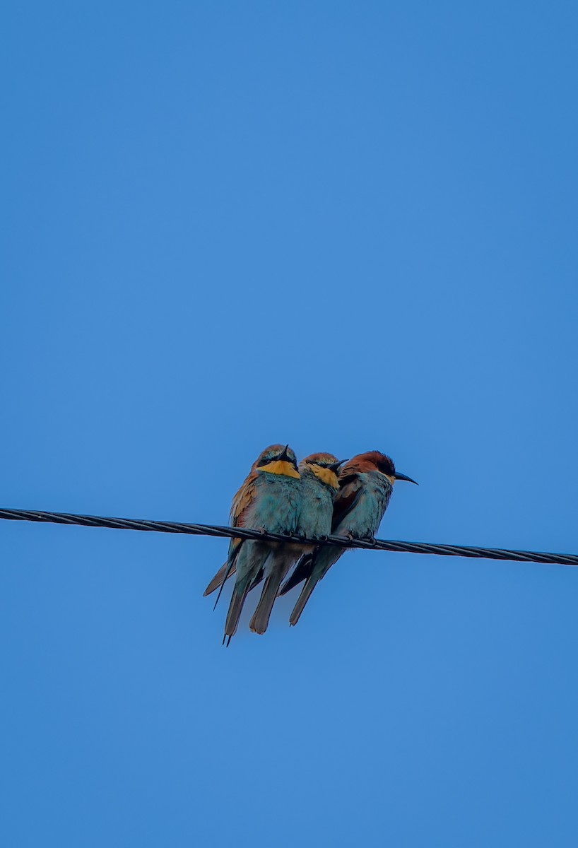 European Bee-eater - ML644920171