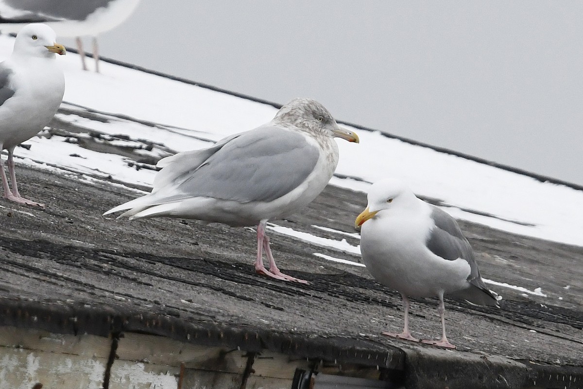 Ipar-kaioa - ML644920173