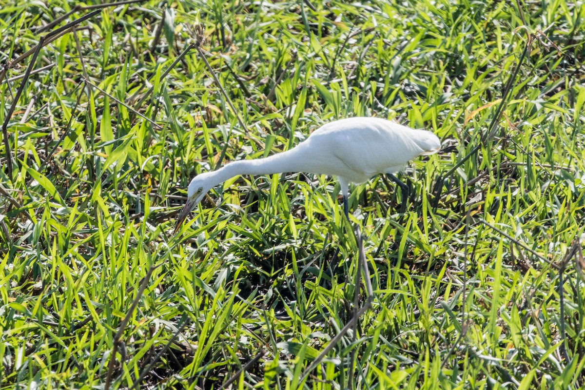 Garceta Plumífera - ML644920249