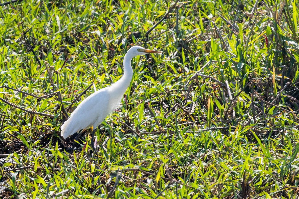 Garceta Plumífera - ML644920250