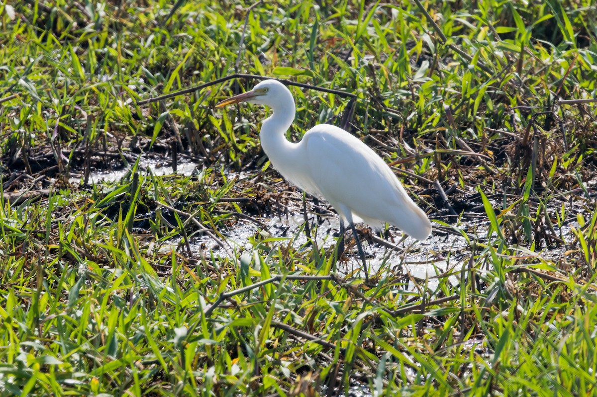 Garceta Plumífera - ML644920251