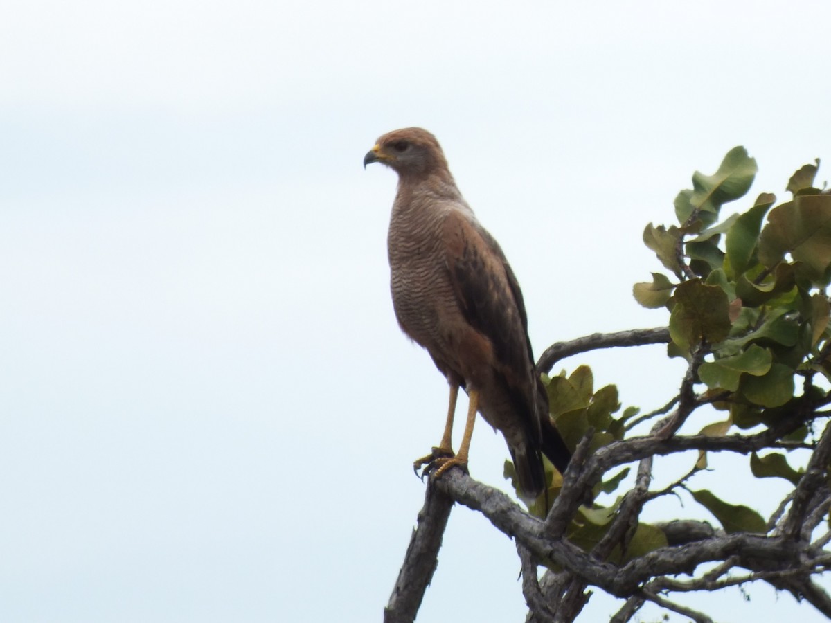 Busardo Sabanero - ML644920305