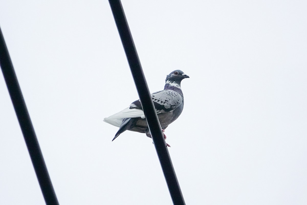 Rock Pigeon (Feral Pigeon) - ML644920326