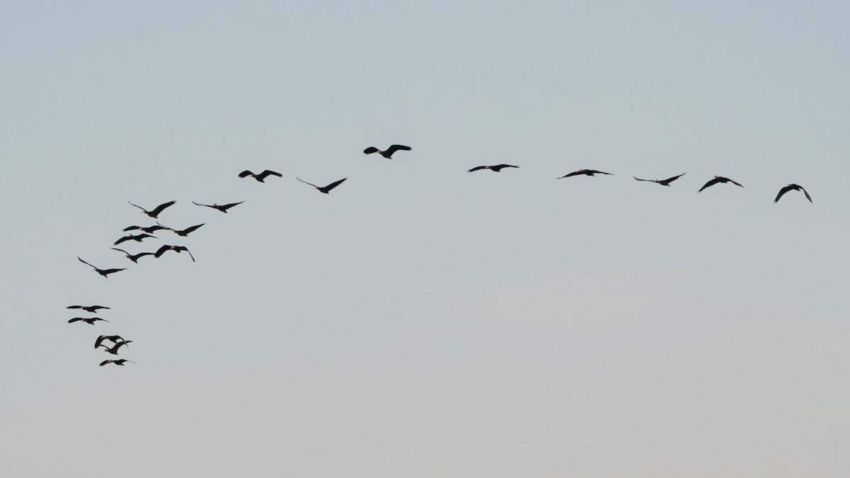 Bare-faced Ibis - ML644920335