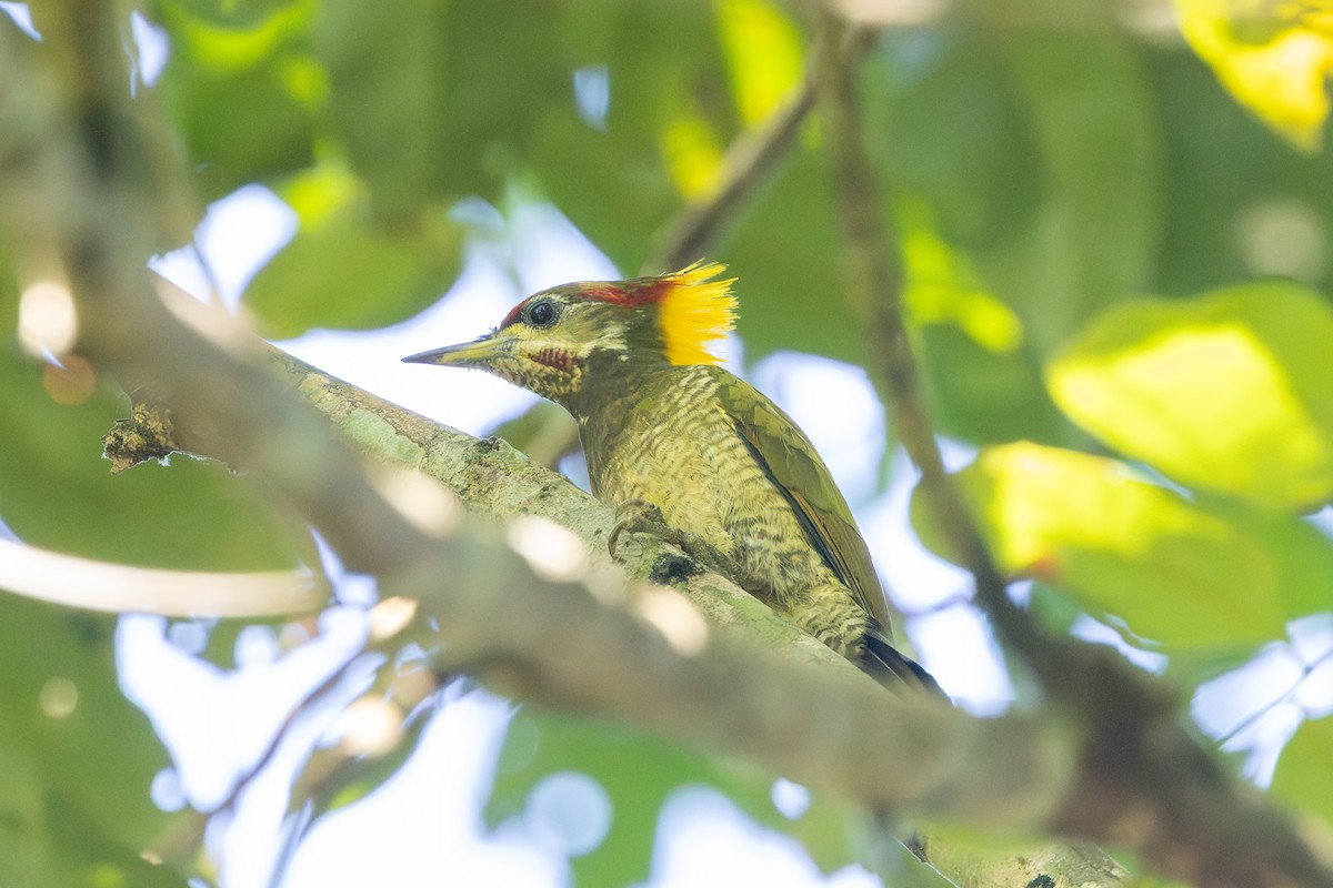 Lesser Yellownape - ML644920337