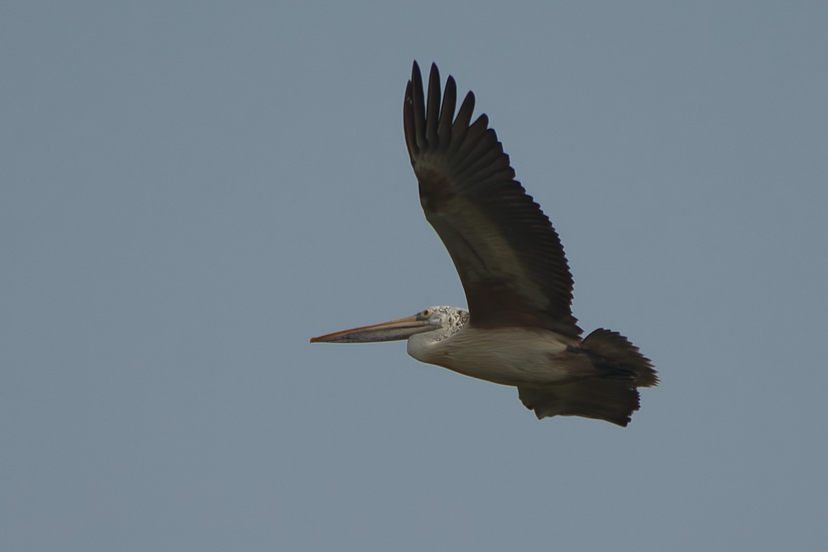 Pelícano Oriental - ML644920338