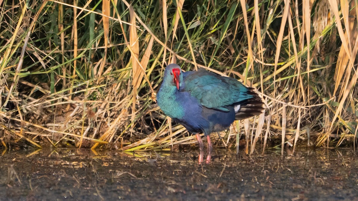 Gray-headed Swamphen - ML644920353