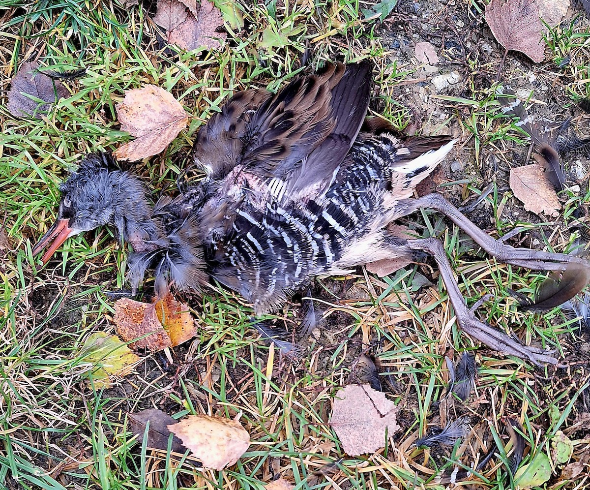 Water Rail - ML644920381