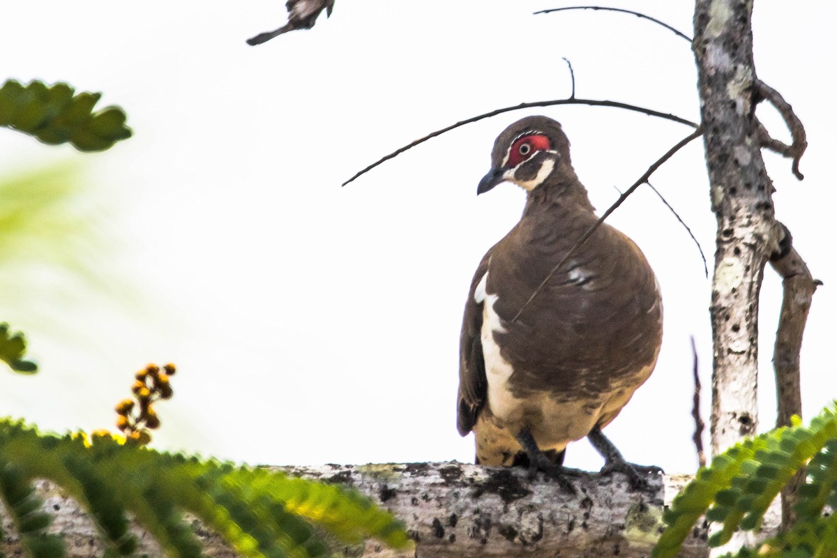 Partridge Pigeon - ML644920394