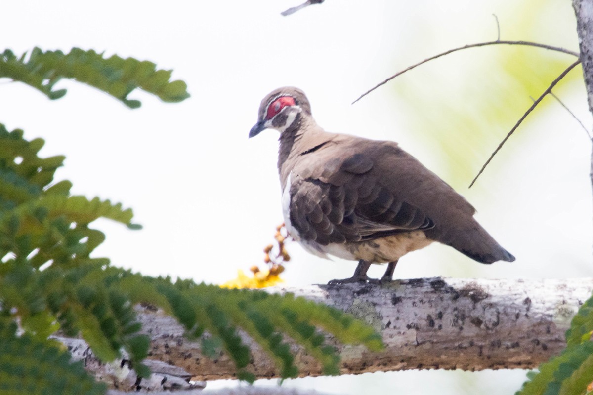 Partridge Pigeon - ML644920395