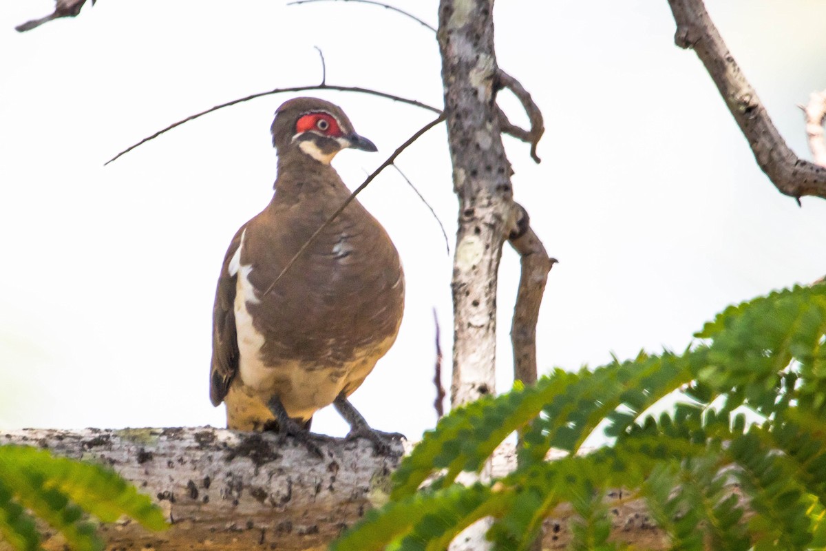 Partridge Pigeon - ML644920396