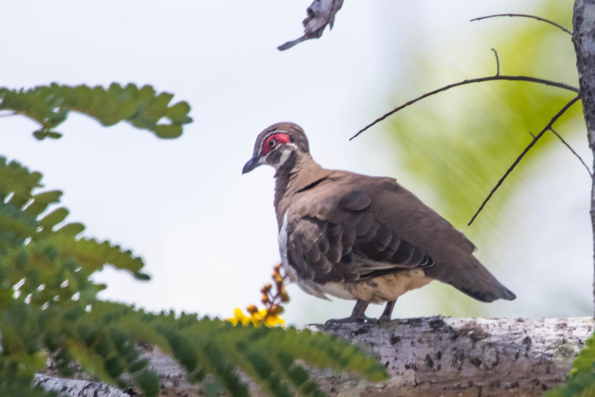 Partridge Pigeon - ML644920397