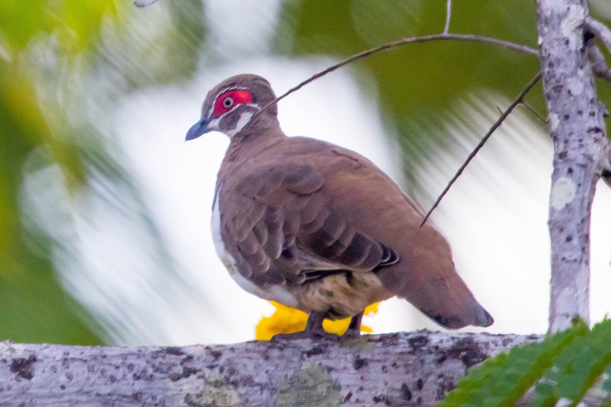 Partridge Pigeon - ML644920398