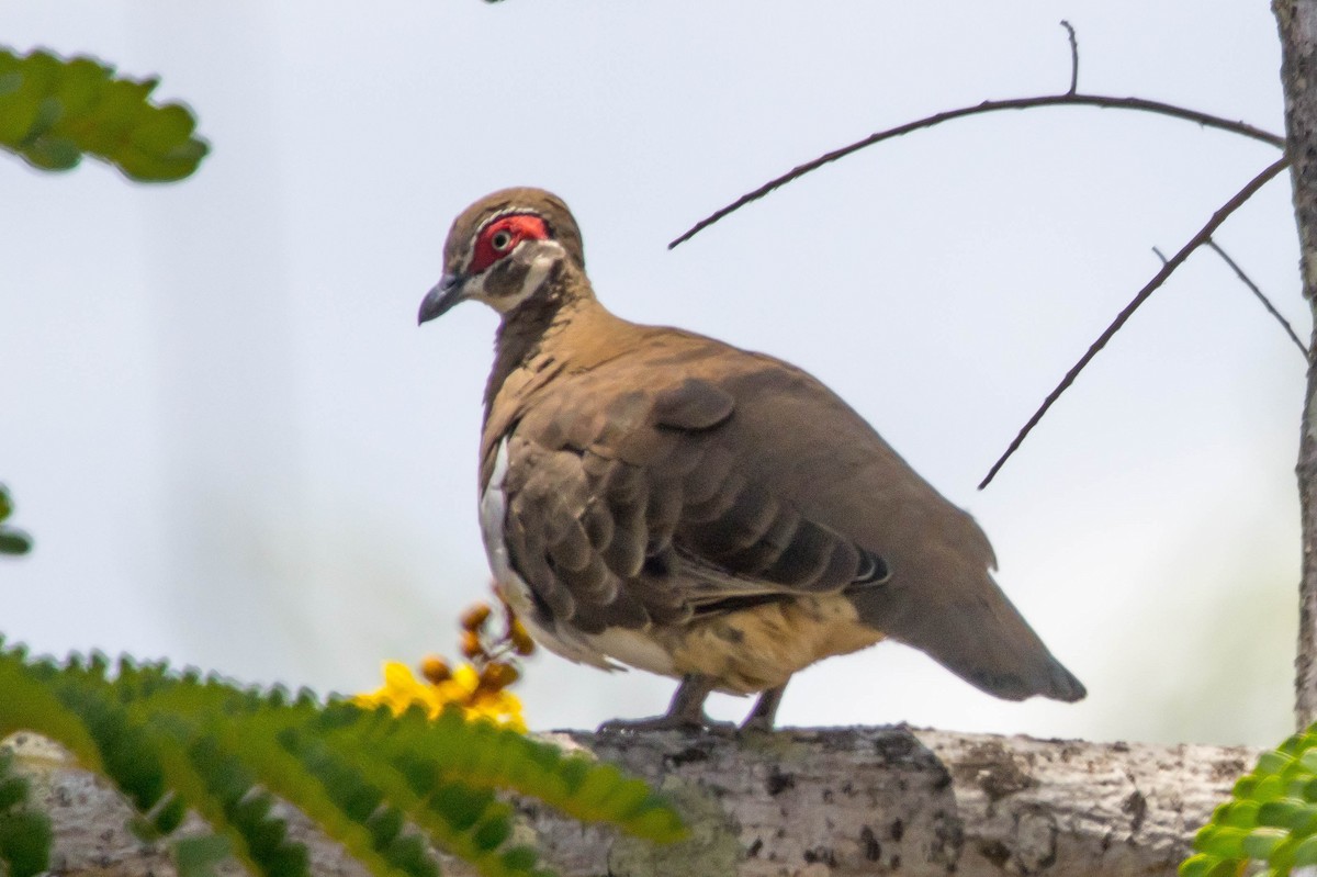 Partridge Pigeon - ML644920399