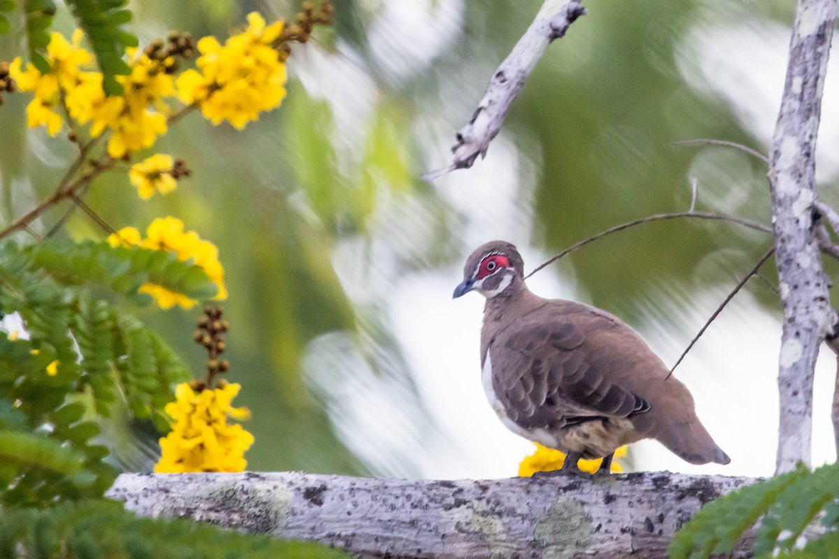 Partridge Pigeon - ML644920400