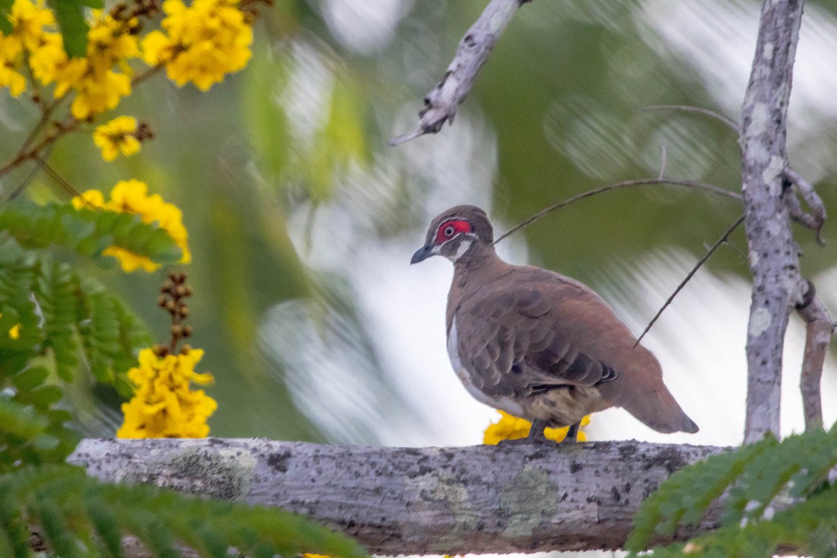Partridge Pigeon - ML644920401