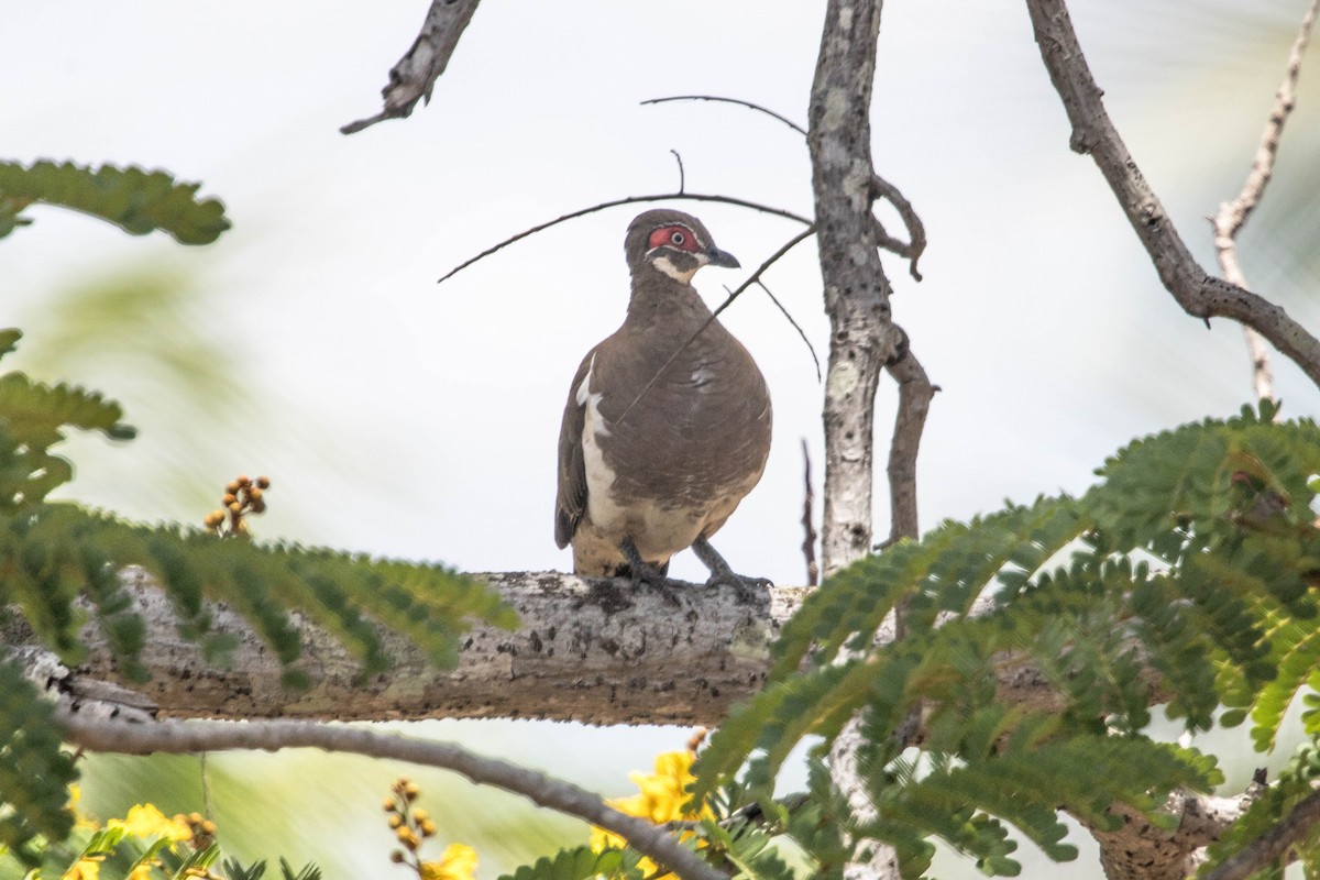 Partridge Pigeon - ML644920402