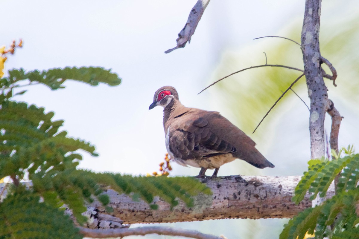 Partridge Pigeon - ML644920403
