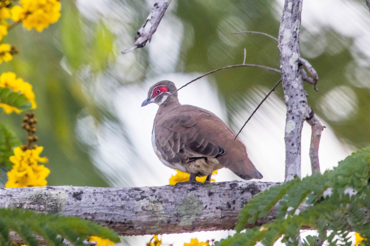 Partridge Pigeon - ML644920404