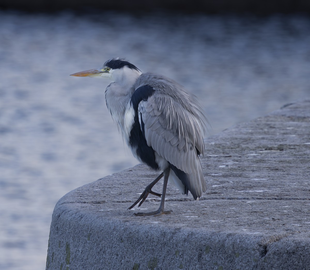 Gray Heron (Gray) - ML644920417