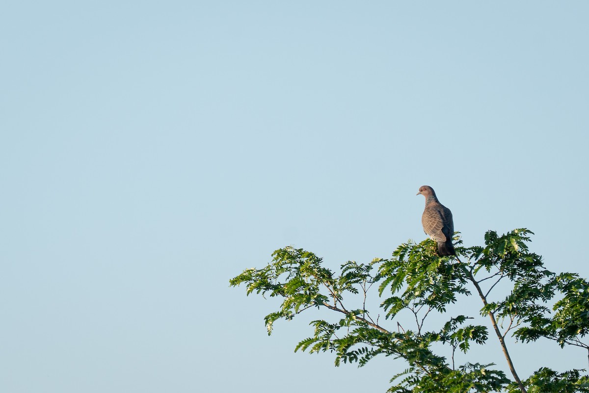 アカメバト - ML644920422