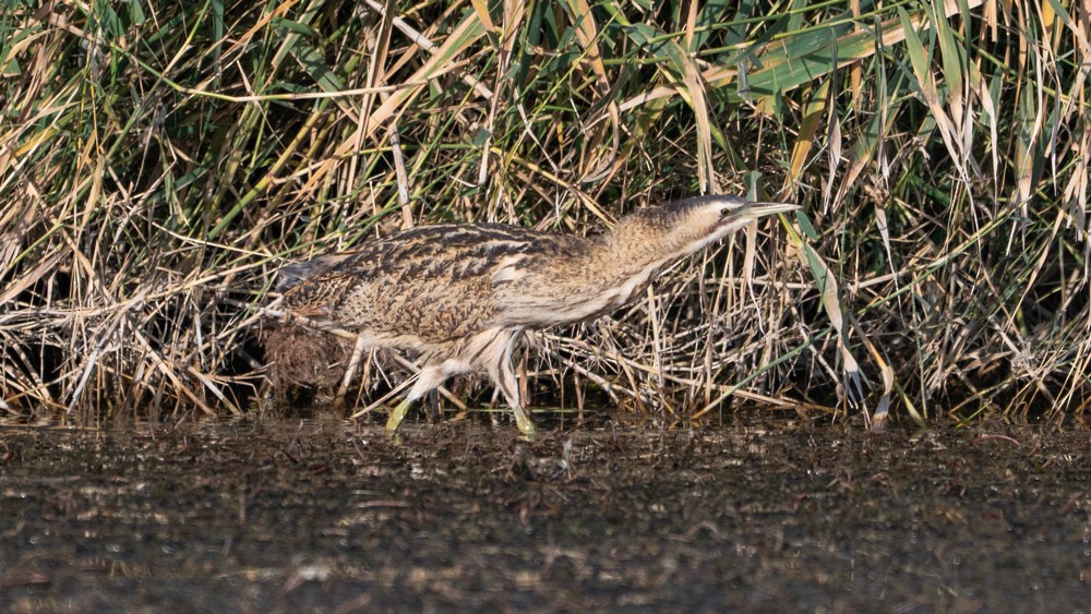 Eurasian Bittern - ML644920449