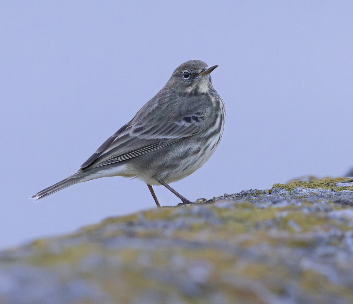 Bisbita Costero - ML644920475