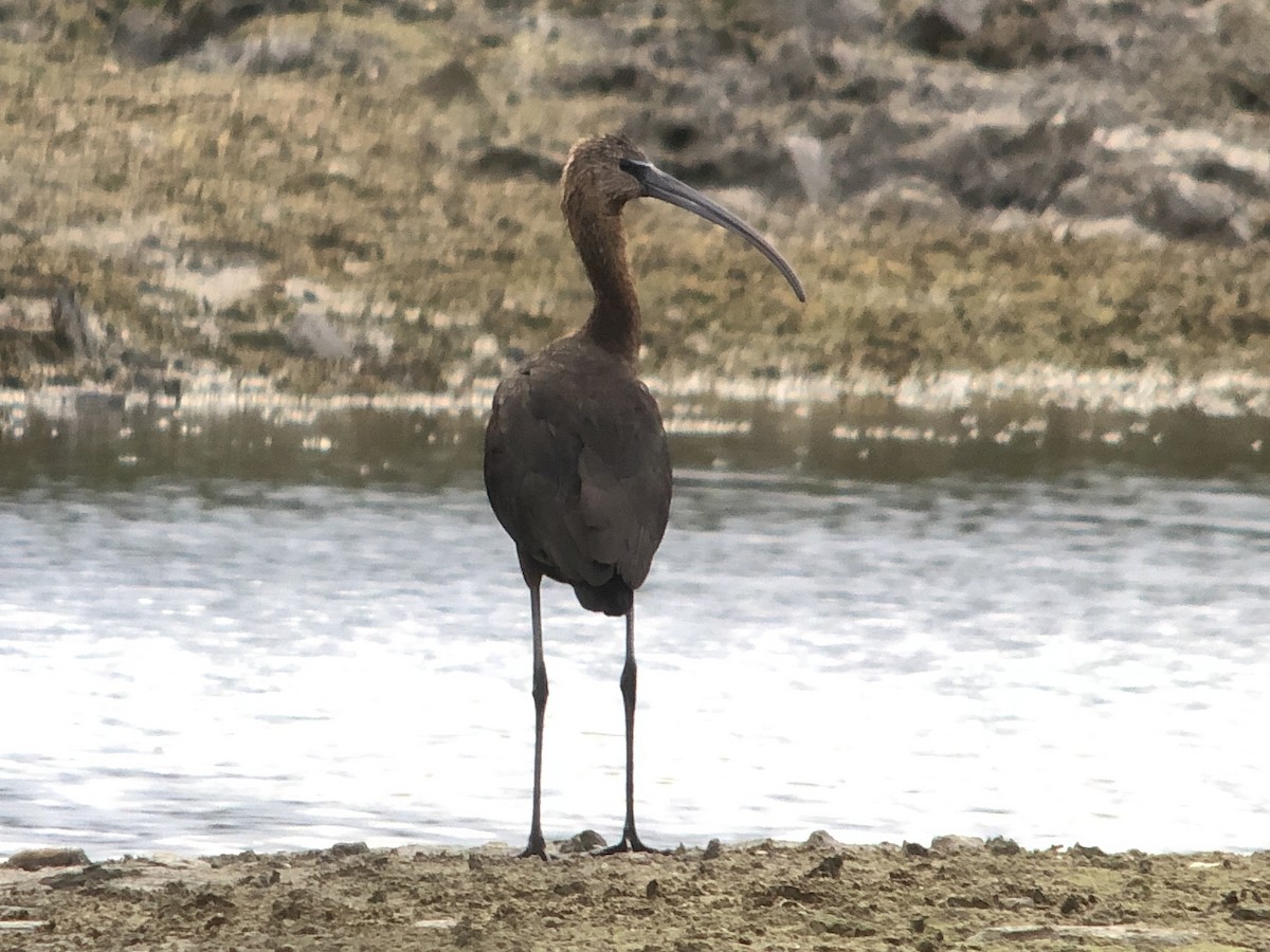 彩䴉 - ML644920494