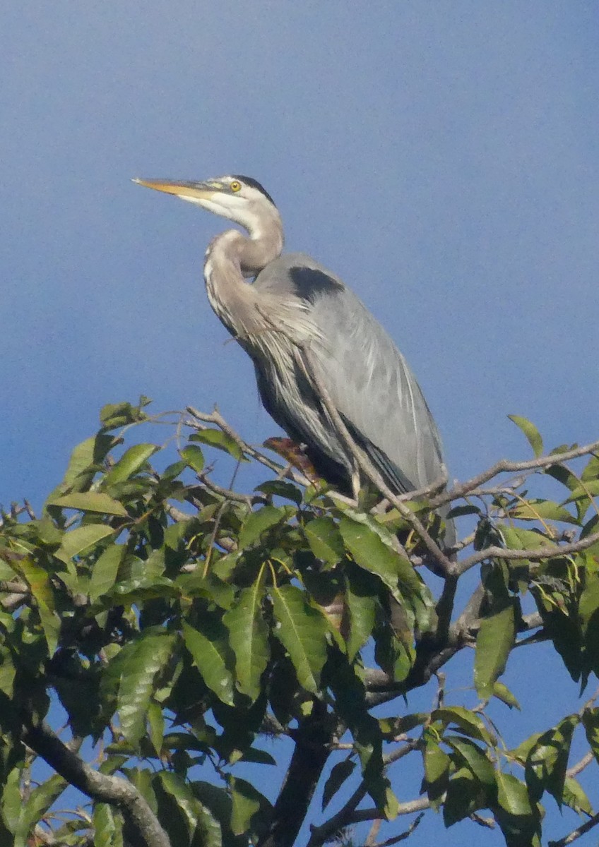 Great Blue Heron - ML644920495