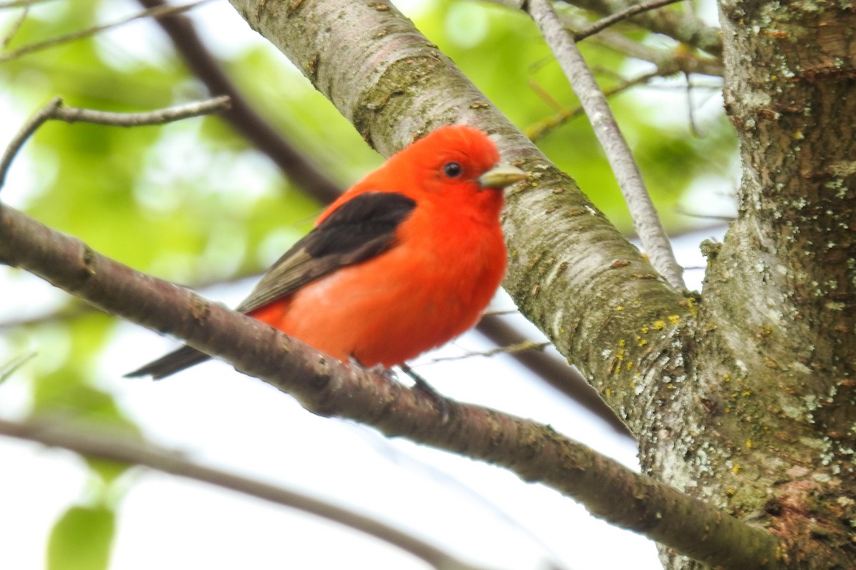 Scarlet Tanager - ML644920496