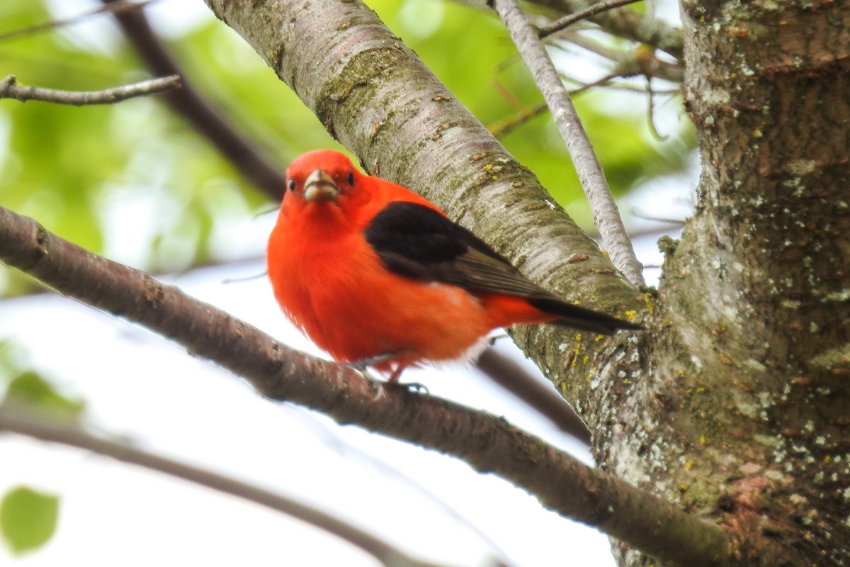 Scarlet Tanager - ML644920497