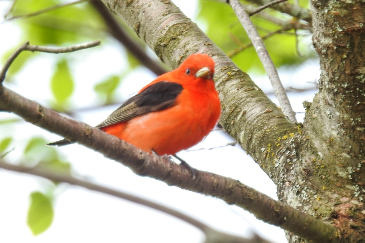 Scarlet Tanager - ML644920498
