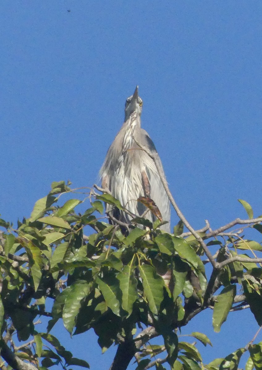 Great Blue Heron - ML644920505
